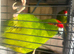 Very tame kakariki