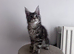 Xxl Male Maine coon active