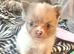 2 beautiful merle Pomeranian cross chihuahua