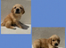 Ready to leave - 5 Kc Registered golden retriever boy pups!
