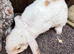 Young Mini Plysh Lops available. Hypoallergenic fur.