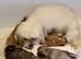 K C registered Lhasa Apso Puppies