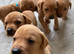 Vizslador Puppies