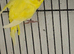 2 female budgies for sale!