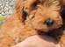 F2 gorgeous fox red girls for sale