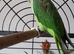 Beautiful Handreared Male Alexandrine Talking Parrot