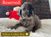 F1 Cockapoo Litter - 1 Girls & 3 Boys Available