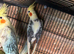 A pair cockatiels for sale