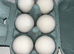 6 White faced Spanish hatching eggs