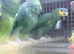 Blue fronted amazon