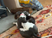Reluctant rehoming whippet x Italian greyhound