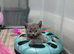 Beautiful kittens