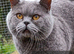 READY Stunning BSH kittens READY NOW
