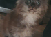Stunning Main Coon girls