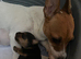 Jack Russel & Miniature Pinscher