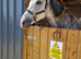 Flea bitten grey TB