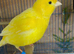 Pair of yellow canaries for sale