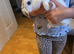 Bunnies