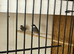 Java sparrows
