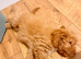 F2 Cockapoo for sale !!!