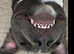 For Stud Kc registered blue staffy