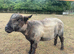 Coloured Ryeland Ram