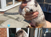 Adorable Dachshund Puppies Ready for Their Forever Homes!