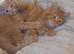 Bengal Kittens