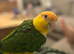 Gorgeous male caique