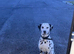 Kc Dalmatian puppies
