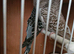 Proven pair black winged budgies