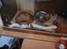 Snake for rehoming