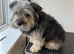 Dog groomers opened in Frosts Garden centre Willington