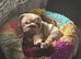 Quality bulldogs