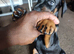 Lovely Euro Doberman pups