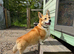 Welsh Pembrokeshire Corgi