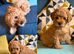 Cavapoo puppies *Ready on Wednesday 30/09!*
