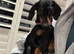Beautiful girl dachshund