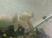 Four red belly piranha
