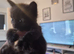 Beautiful kittens