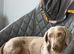 Miniature dachshund