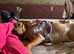 Rio a dark  golden Labrador for sale