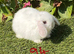 Pure bred mini lops .5 girls 3 boys .