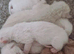 Siamese kittens one left reduced for quick sale as going travelling