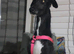 Urgent rehoming - Rey