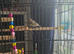 2 young female canaries and large cage and accessories