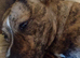 Female Staffordshire bull terrier