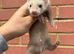 Semi angora Choclate hob kit for sale