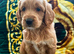 STUNNING AUSTRALIAN GOLDENDOODLE PUPPIES