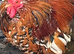 Breeding trio of milliefluer pekins 1 cockerel and 2 hens very fertile